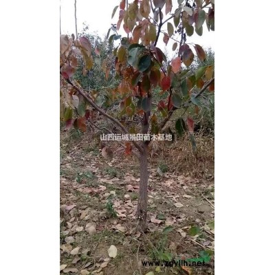 出售果園核桃樹(shù)·6-8公分核桃樹(shù)·10-15公分核桃樹(shù)量大