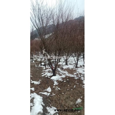 紅葉石楠柱