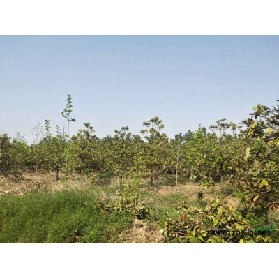 15公分精品紅葉李