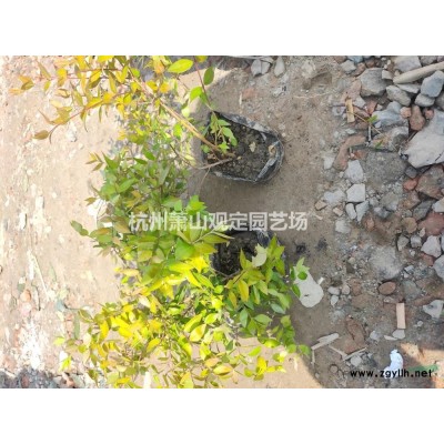 浙江蕭山大量供應海桐工程地栽苗小杯苗大杯苗小毛球供應