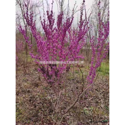 河南紫葉矮櫻批發(fā)供應(yīng) 紫葉矮櫻小苗產(chǎn)地量大價(jià)格優(yōu)