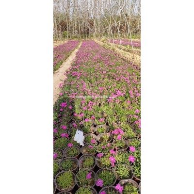 5公分叢生紫荊批發(fā)供應(yīng) 特價(jià)叢生紫荊種植基地