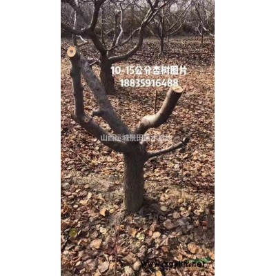 去年8公分核桃樹價格·今年8公分核桃樹價格·核桃樹產地報價