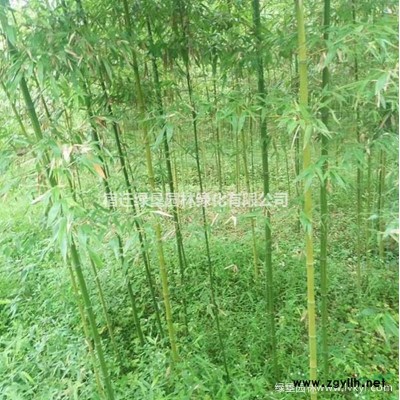 高羊茅草坪價格_高羊茅草坪產地_高羊茅草坪草皮苗圃基地