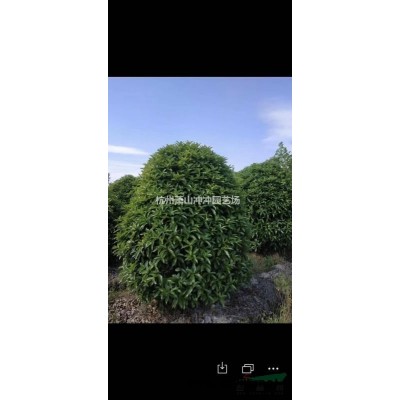 供應(yīng)精品  吉祥草