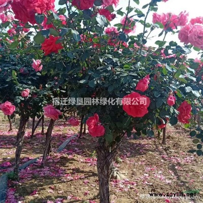 高30~50公分·冠幅40~80公分灑金柏球