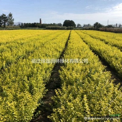 50-80公分冠幅衛(wèi)矛球苗圃基地