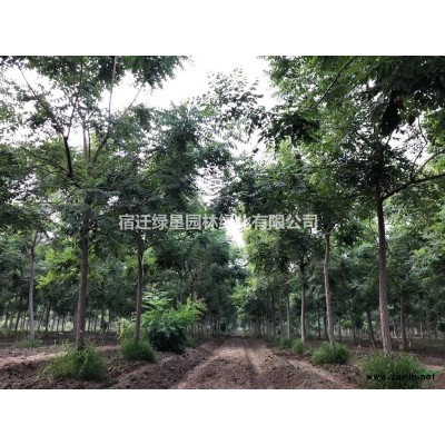 江蘇榆葉梅價格 江蘇叢生榆葉梅基地 榆葉梅供應