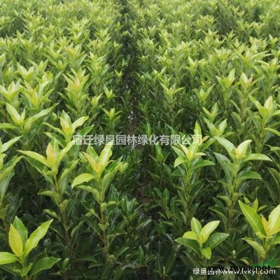 大花萱草·大花萱草圖片·大花萱草種植基地