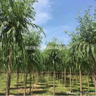 豐花月季·豐花月季圖片·豐花月季種植基地