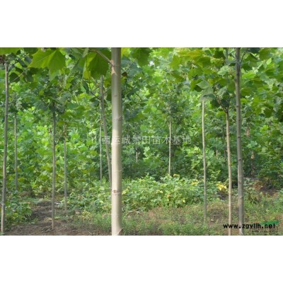 山西11公分核桃樹·山西13公分核桃樹·16公分核桃樹產地