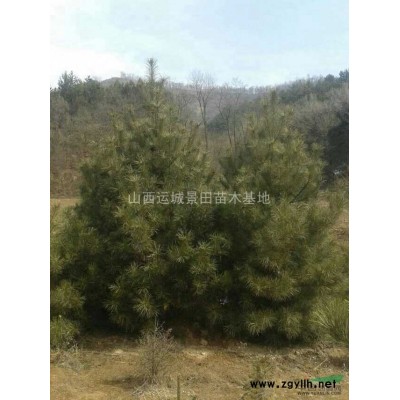 6-8公分核桃樹價錢_8-10公分核桃樹圖片_占地核桃樹報價