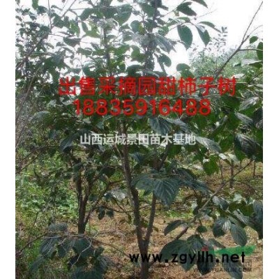 8公分核桃樹多少錢一棵？核桃樹產地詳情·核桃樹種植基地報價