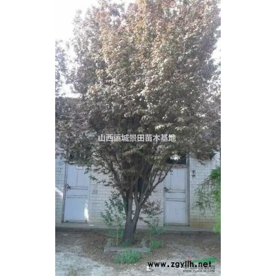 8公分核桃樹價錢·更新8公分核桃樹報價·8公分核桃樹產地價格
