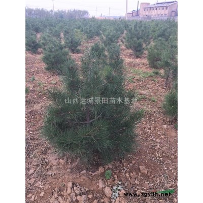 7公分8公分9公分10公分核桃樹(shù)價(jià)格·全冠核桃樹(shù)報(bào)價(jià)圖片產(chǎn)地