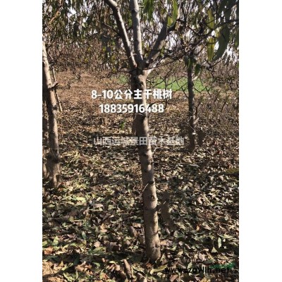 山西供應核桃苗·核桃樹·核桃苗圖片·核桃樹照片產地價格行情