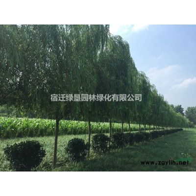 江蘇紅楓價格 中國紅楓基地 大小規格紅楓 紅楓供應