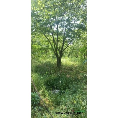 冬青球1圖片\冬青球1報價