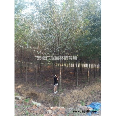 低價處理4公分桂花1000棵