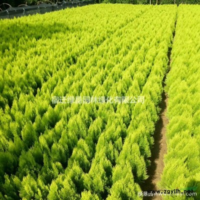 毛鵑·毛鵑圖片·毛鵑種植基地