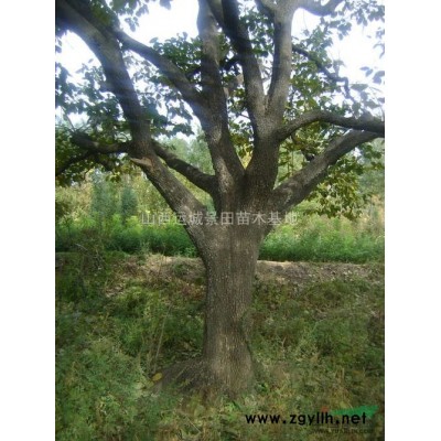大規(guī)格占地核桃樹(shù)價(jià)格=粗度15公分核桃樹(shù)價(jià)格是多少錢？