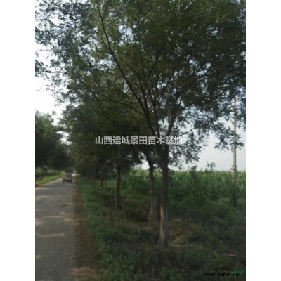 桃樹產地報價·油桃樹8公分·油桃樹10公分報價詳情