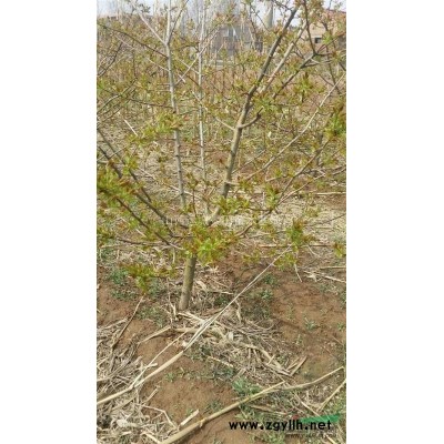 核桃樹10公分多少錢一棵?哪有10公分12公分13公分核桃樹