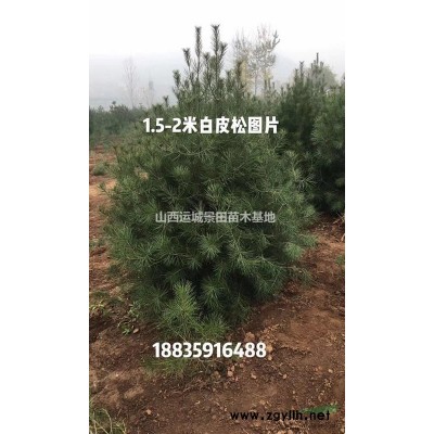大規格核桃樹哪有賣的？粗度10公分15公分核桃樹多少錢一棵