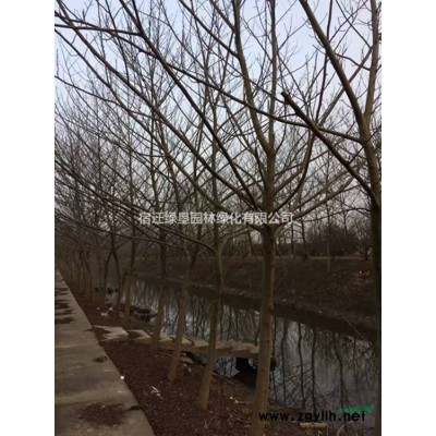 百幕大草坪價格_百幕大草坪產地_百幕大草坪草皮苗圃基地