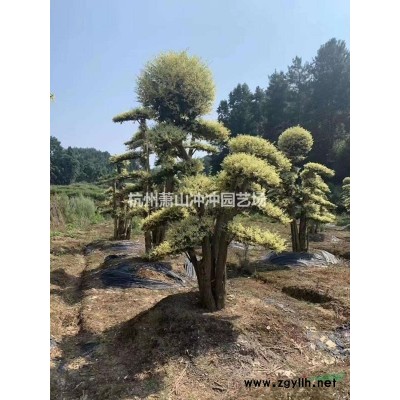 供應(yīng)精品 各個(gè)規(guī)格羽毛楓
