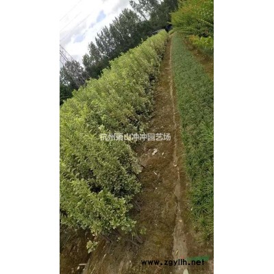 供應(yīng)精品十大功勞毛球、色塊