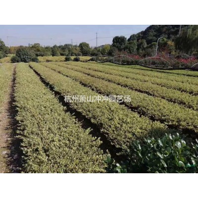 供應(yīng)精品小葉梔子毛球、色塊