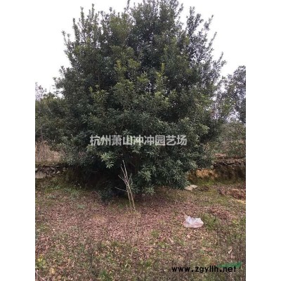 供應 八仙花毛球