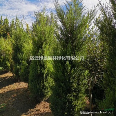 紫荊花·紫荊花圖片·紫荊花種植基地