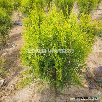 【塔柏】塔柏圖片·塔柏基地·塔柏介紹