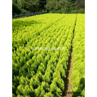 【楓楊】·楓楊圖片·楓楊種植基地