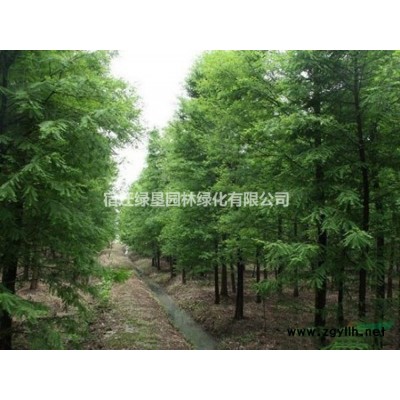萱草·萱草圖片·萱草種植基地