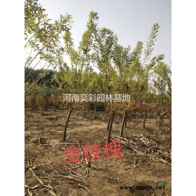 河南檜柏哪里好 河南檜柏哪家便宜