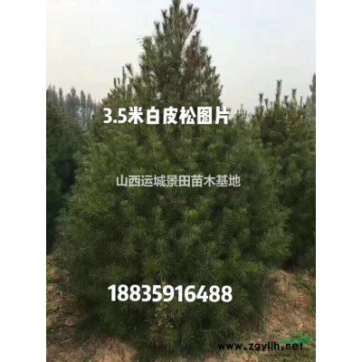 米徑8-8公分北欒價(jià)格_米徑8-10公分北欒報(bào)價(jià)·8公分北欒