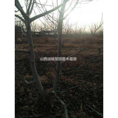 12公分山楂樹山西價格12公分山楂樹出售·供應12公分山楂樹