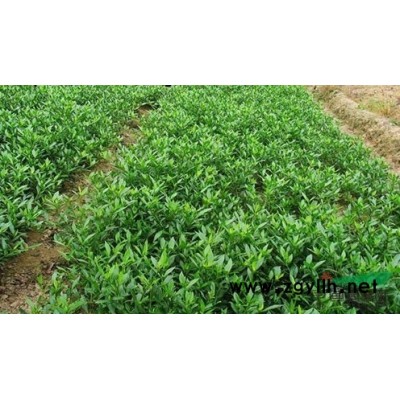 塔柏 塔柏價(jià)格 咨詢?yōu)g陽(yáng)市澤云苗木種植專業(yè)合作社