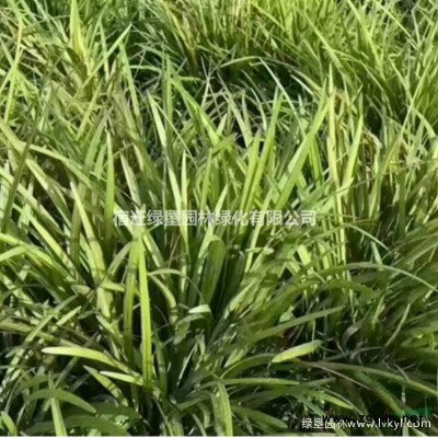 碧桃價格_碧桃圖片_碧桃產地_碧桃綠化苗木苗圃基地