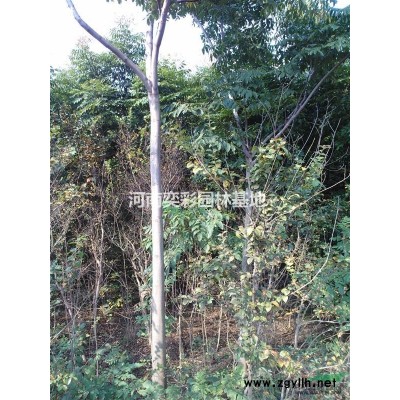 紅葉李,紫葉李,河南紅葉李種植基地,紅葉李規格*