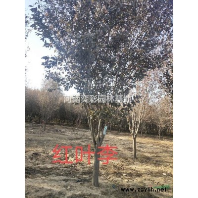 河南法桐苗圃直供/法桐規格*/法桐價格優惠