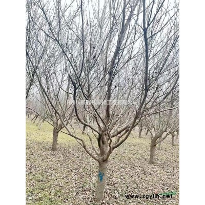 地徑8-8公分蘋果樹價(jià)格_地徑8-8公分蘋果樹報(bào)價(jià)蘋果樹8公