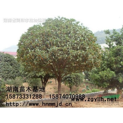 榆樹(shù) 造型榆樹(shù) 榆樹(shù)報(bào)價(jià)  2021榆樹(shù)價(jià)格  澤云苗木合作