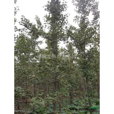湖南造型榆樹 杜英、桂花、紅楓、白玉蘭、羅漢松