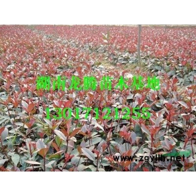 芙蓉花、木芙蓉、茉莉花、櫻花、移栽櫻花、藍天竹、月季花、銀杏