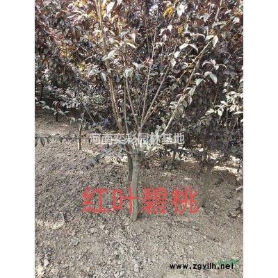 河南紅葉李行情報(bào)價(jià)/圖片展示