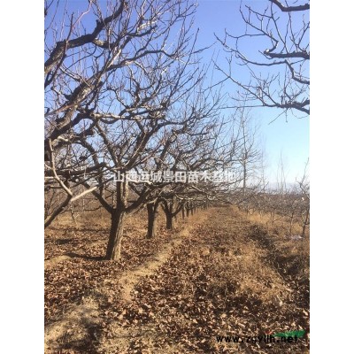 7公分8公分9公分10公分蘋果樹價(jià)格·全冠蘋果樹報(bào)價(jià)蘋果樹
